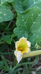 Cucurbita pepo
