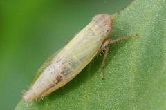 Henschia