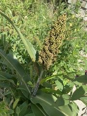 Sorghum bicolor