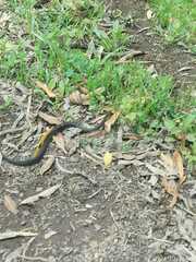 Thamnophis melanogaster