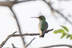 Chlorostilbon lucidus