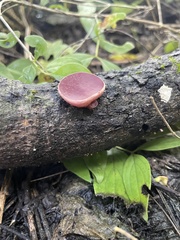 Phillipsia domingensis