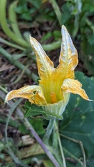 Cucurbita pepo