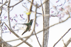 Chlorostilbon lucidus