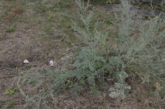Artemisia absinthium