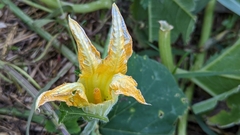 Cucurbita pepo