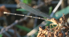 Argia apicalis
