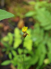 Xyris difformis