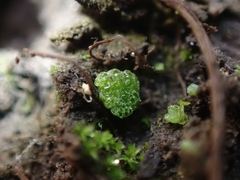 Sphaerocarpos texanus