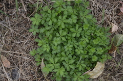 Potentilla intermedia