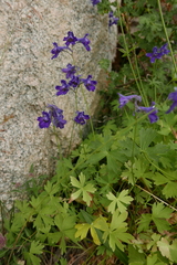 Delphinium polycladon