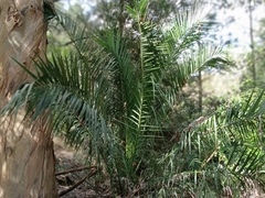 Phoenix canariensis