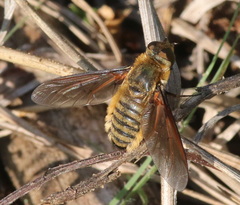 Poecilanthrax lucifer