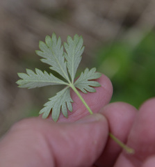 Potentilla intermedia