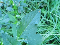 Amaranthus spinosus