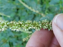 Amaranthus spinosus