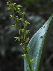 Pleurothallis