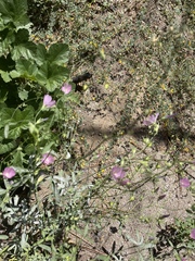 Sidalcea glaucescens