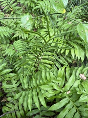Woodwardia areolata