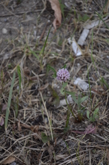 Trifolium pratense