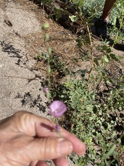 Sidalcea glaucescens