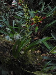 Pleurothallis