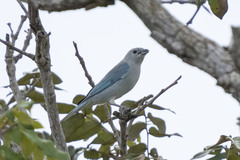Thraupis sayaca