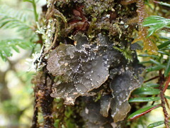 Lobaria anomala