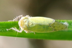 Henschia