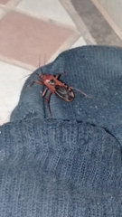 Reduviidae