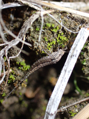 Archaeognatha