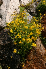 Erythranthe tilingii