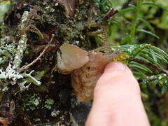 Lobaria anomala