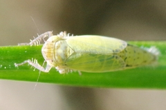 Henschia