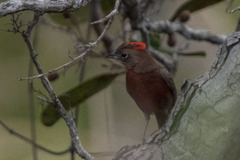 Coryphospingus cucullatus