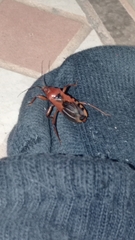 Reduviidae