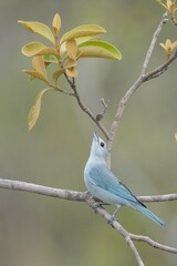 Thraupis sayaca