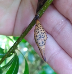 Amphibolips