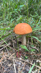 Leccinum aurantiacum