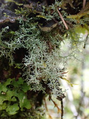 Sphaerophorus tuckermanii