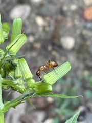 Camponotus castaneus