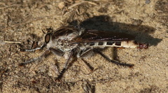 Triorla interrupta