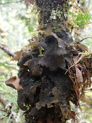 Sticta fuliginosa