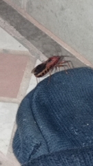 Reduviidae