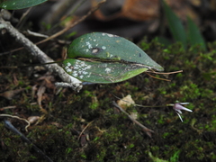 Pleurothallis odobeniceps