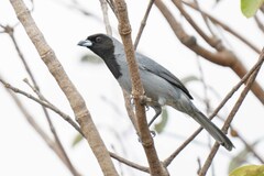 Schistochlamys melanopis