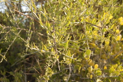Cyclolepis genistoides