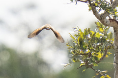 Hirundinea ferruginea