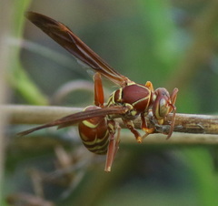Polistes dorsalis
