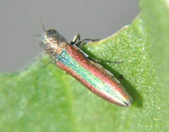 Agrilus rubrovittatus
